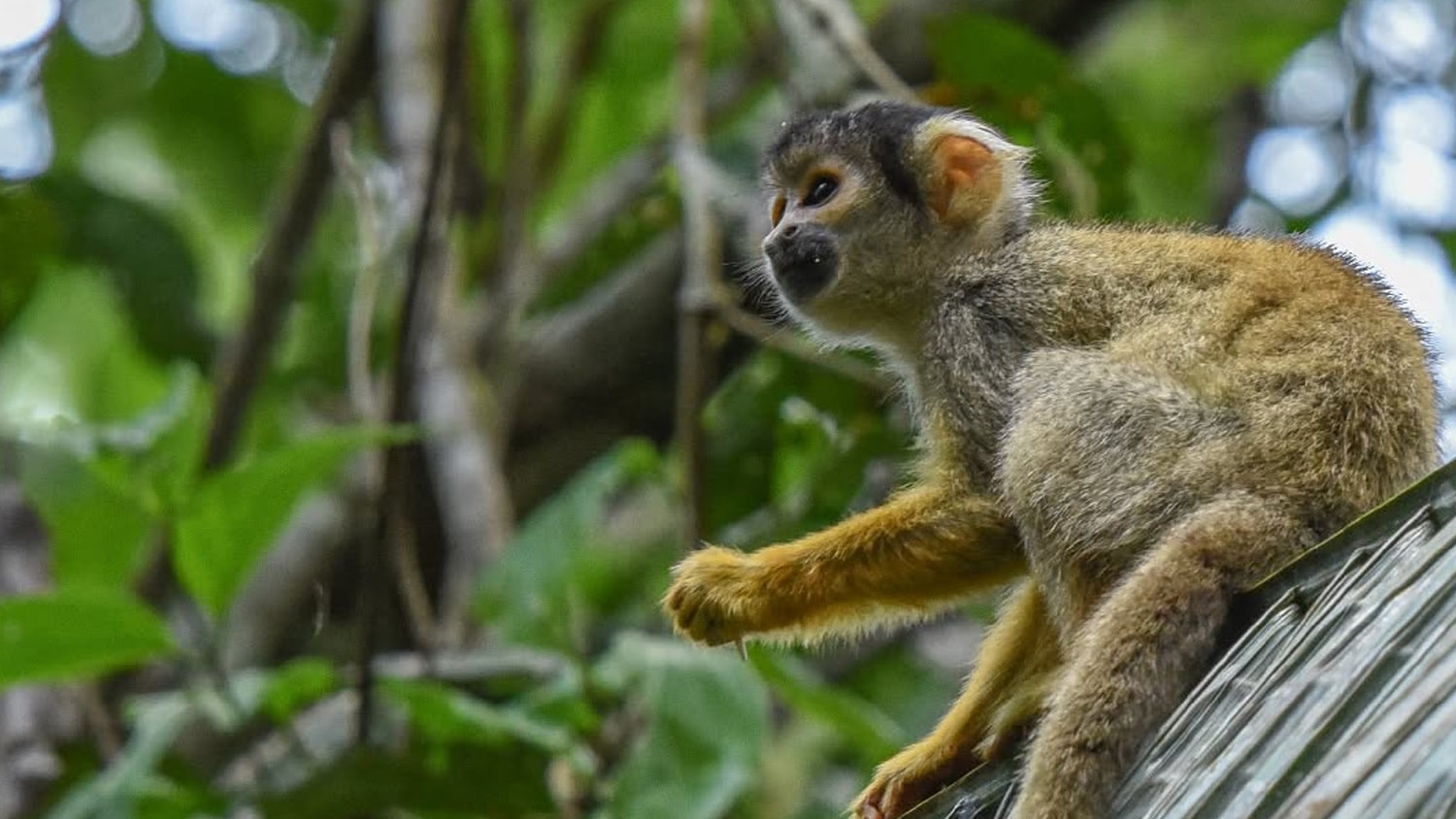 Squirrel Monkey in Amazon Rainforest, Peru