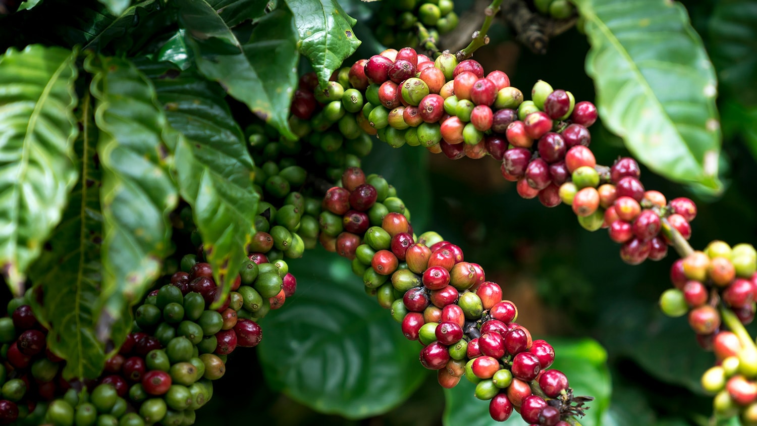 Coffee fruit, Boquete, Panama