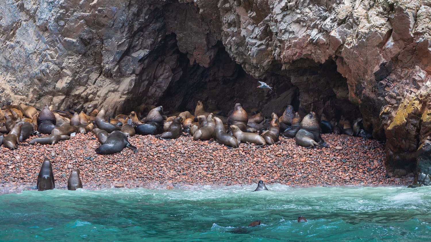 Sea Lions, Paracas, Peru