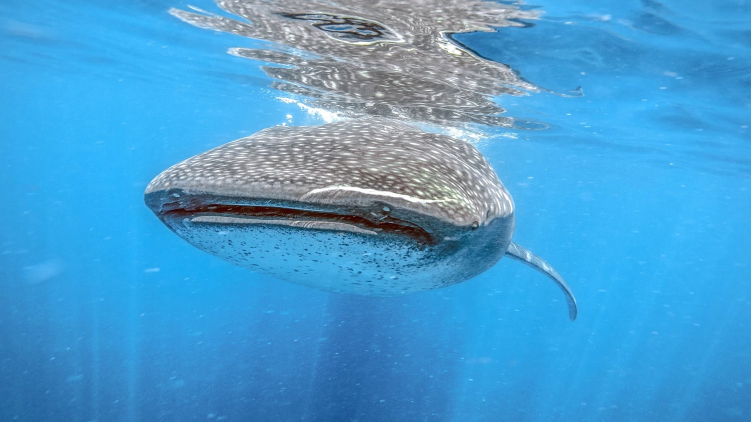 Whale Shark, Holbox, Mexico