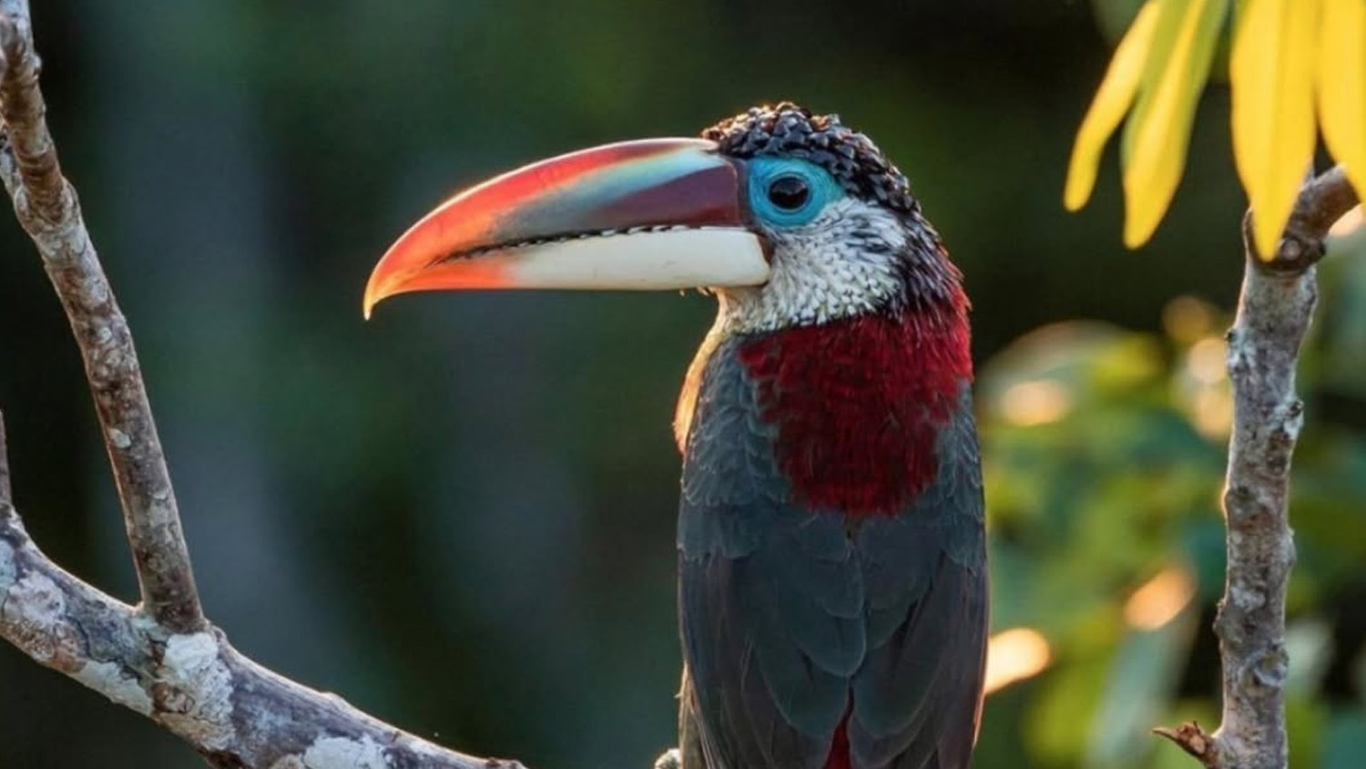 Toucan, Puerto Maldonado, Pérou