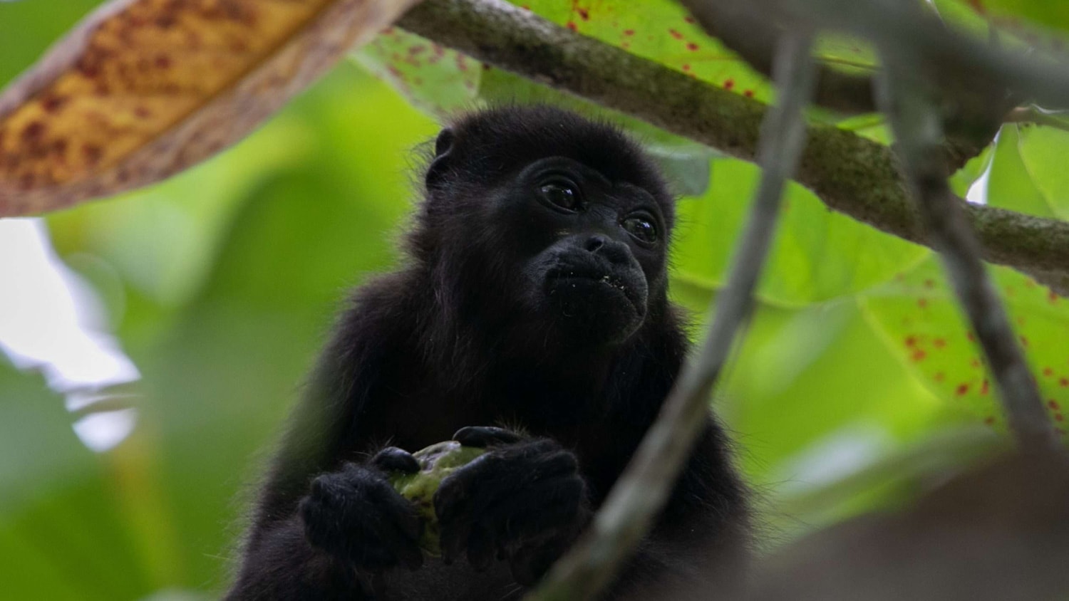Monkey, Boca Chica, Panama