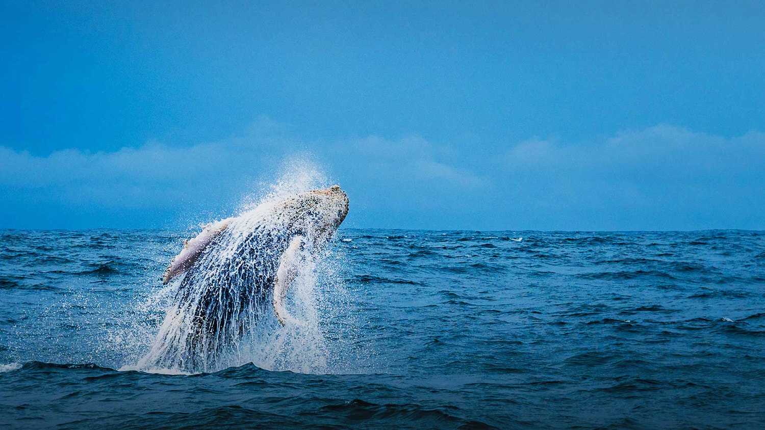 Whale, Boca Chica, Panama