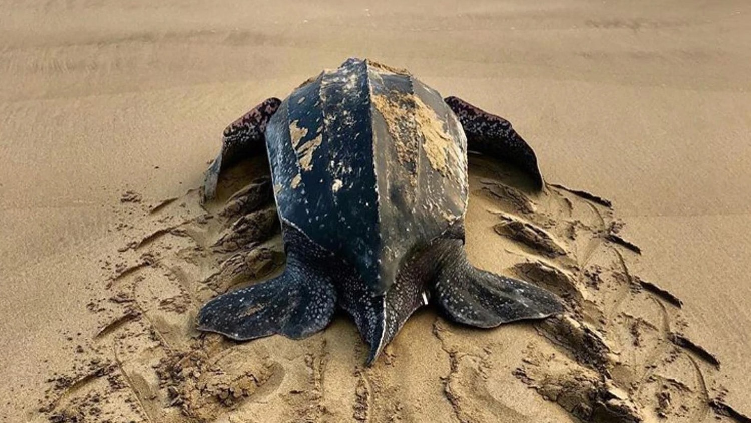Sea turtle, Boca del Toro, Panama