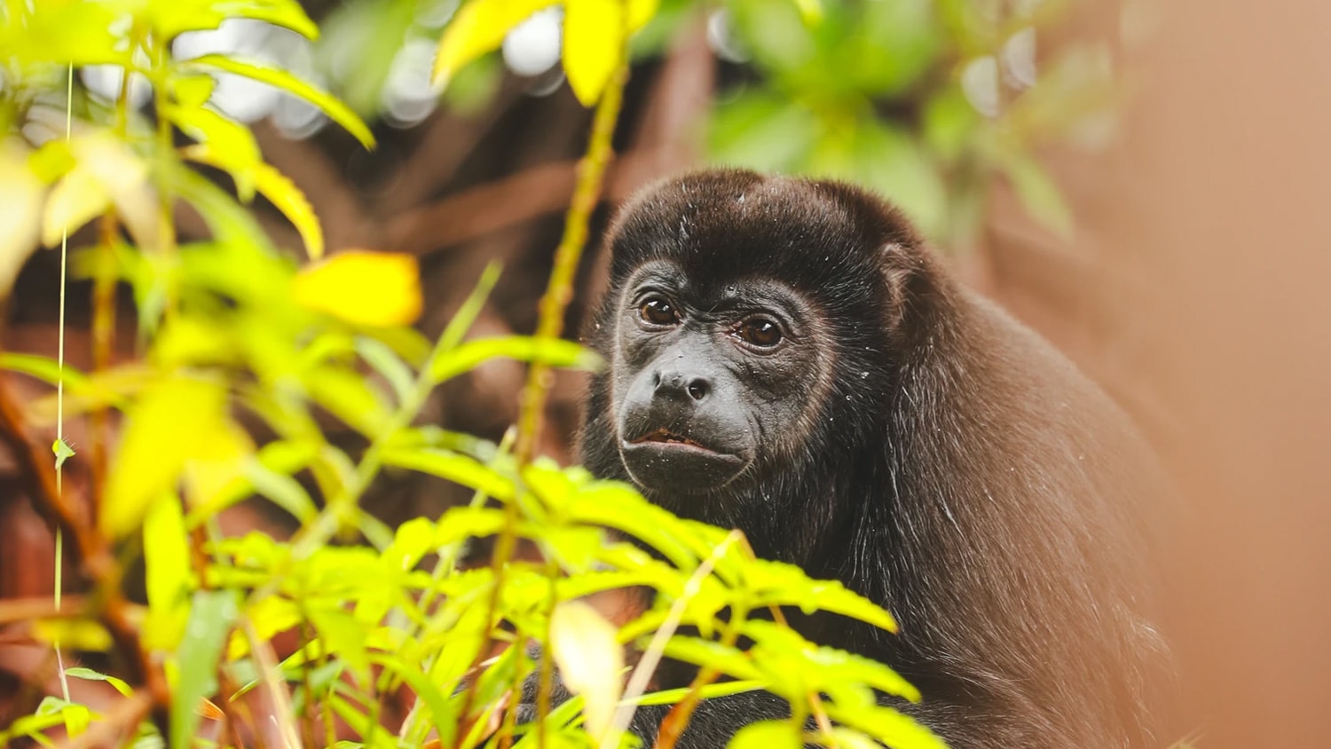 Howler Monkey in Monkey island, Boca del Toro, Panama