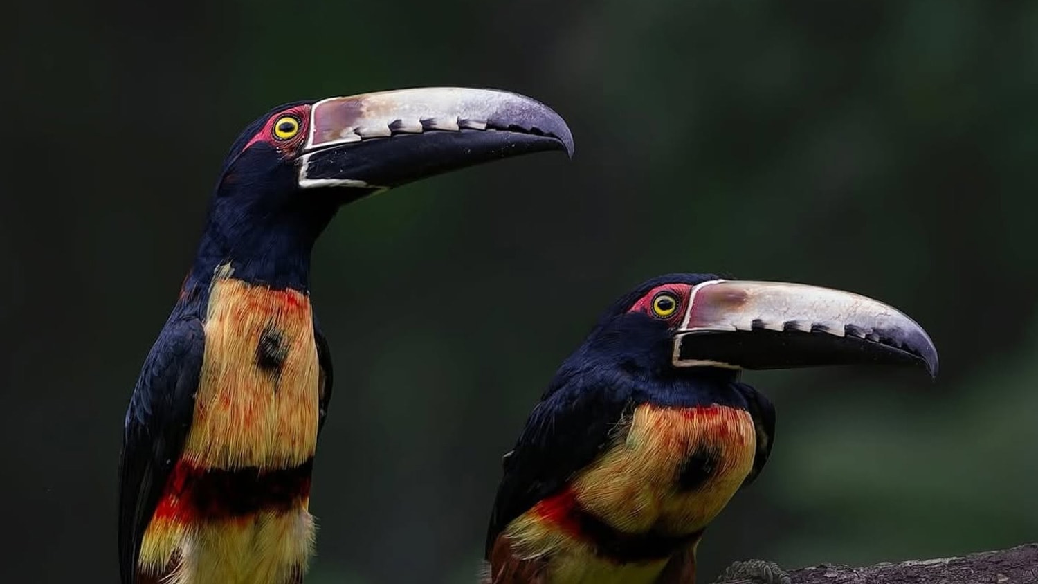 Aracaris, Bocas del Toro, Panama