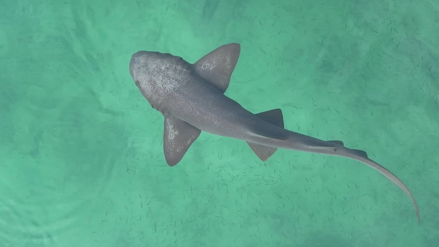 Shark, Bocas del Toro, Panama