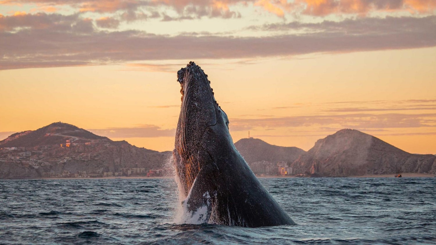 Whale watching, San José del Cabo, Mexico