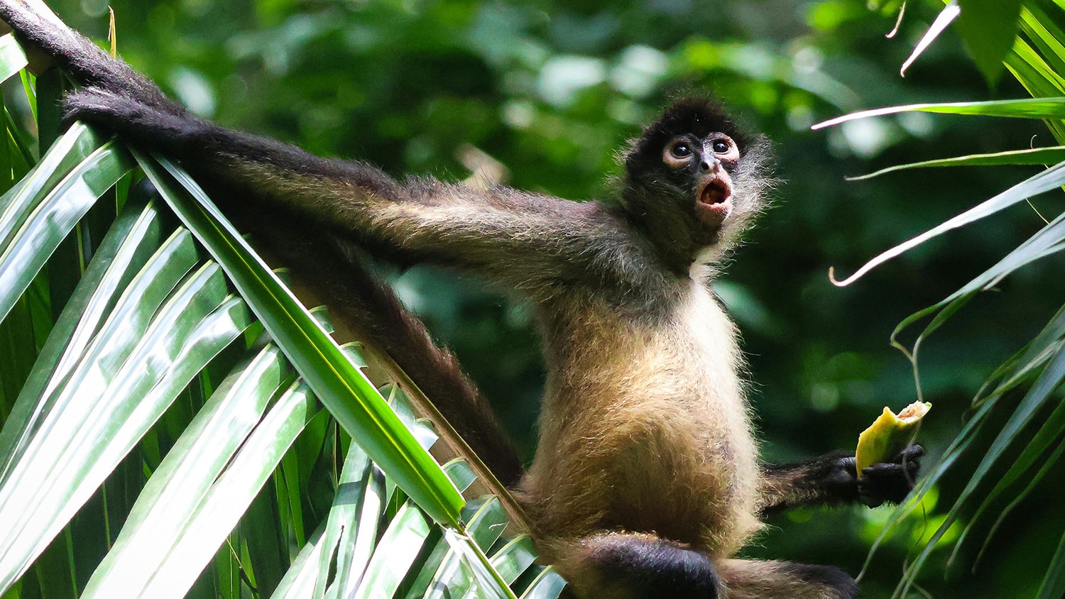 Spider Monkey, Ordovician Beach Resort, Isla Grande, Panama