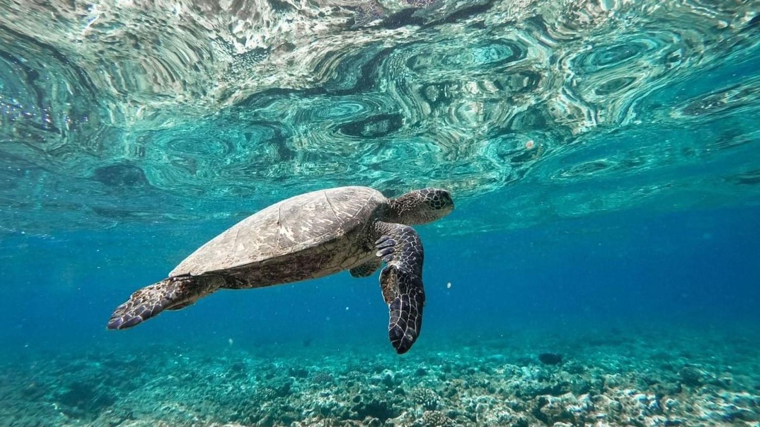 Sea Turtle, Isabela, Puerto Rico