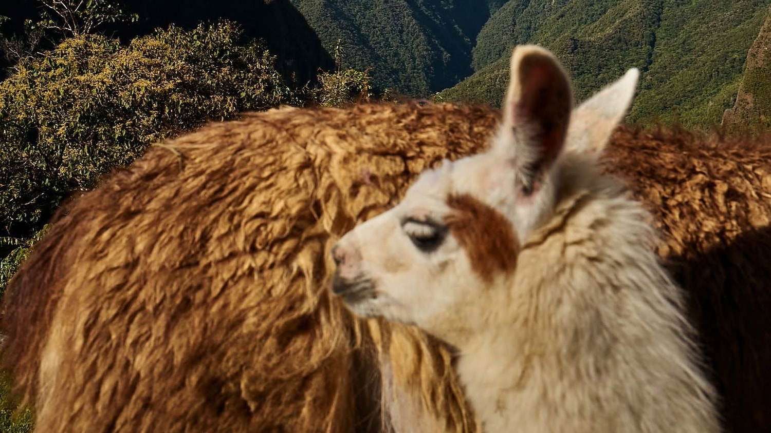 Llama, Machu Picchu, Peru