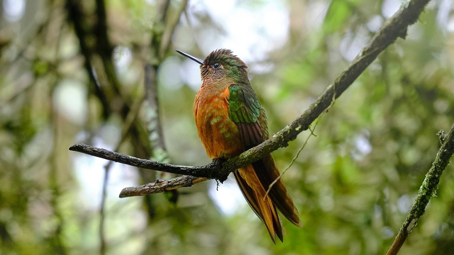 Colibri, Machu Picchu, Peru