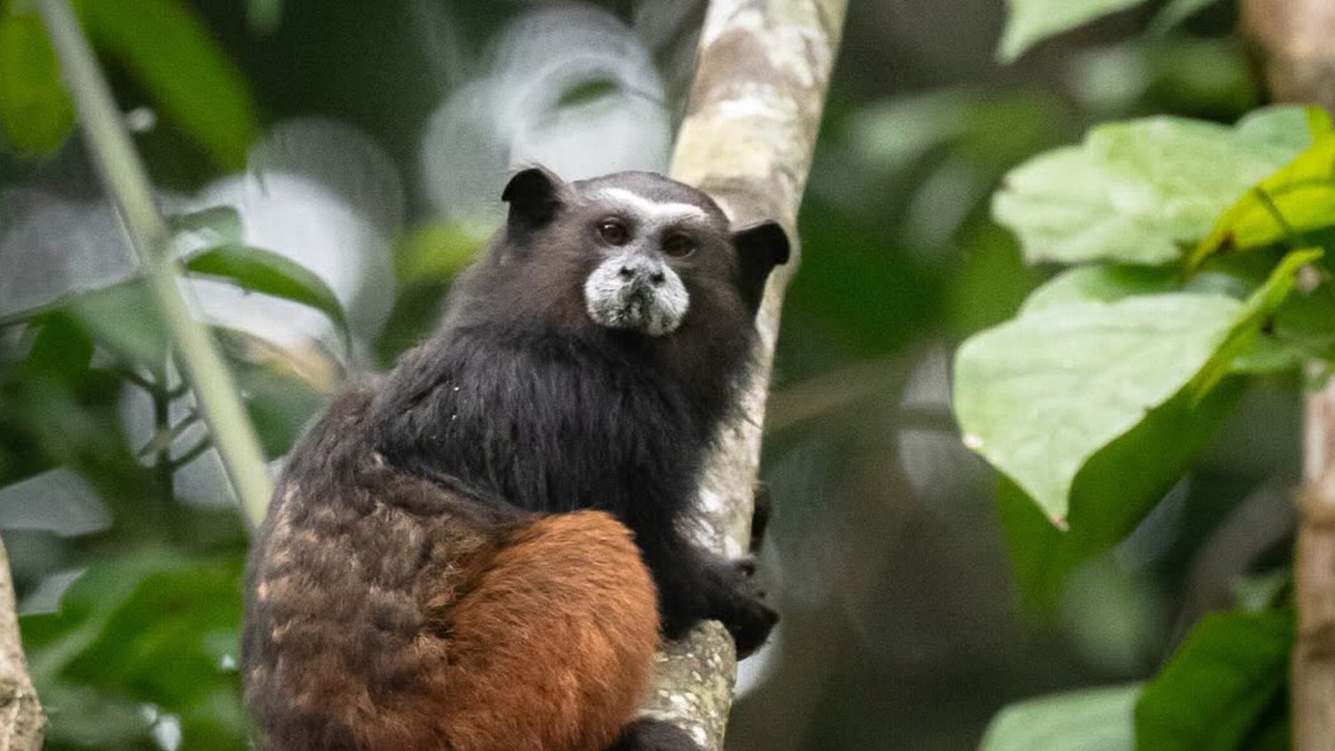 Monkey, Tambopata, Peru