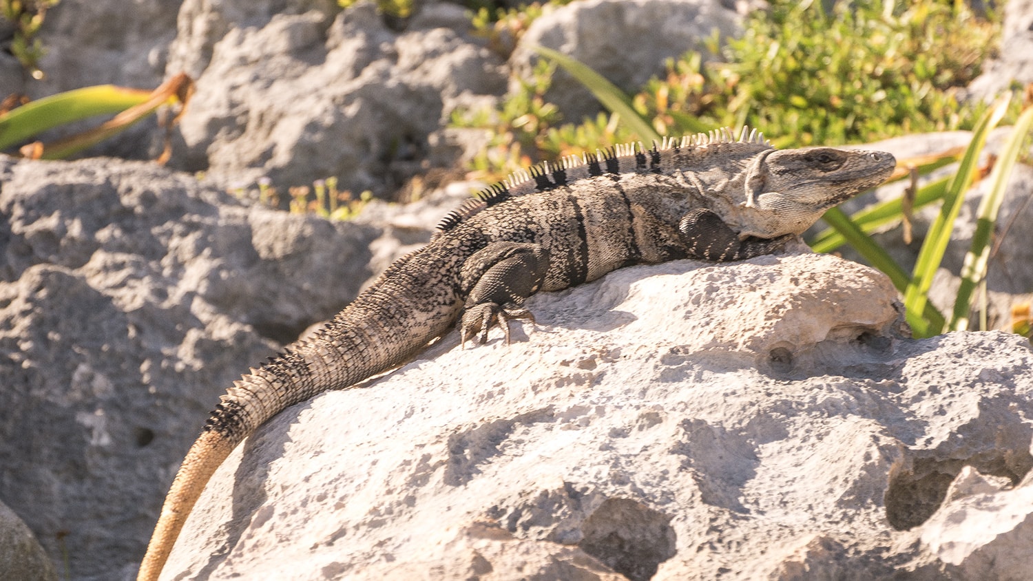 Iguana, Tulum, Mexico