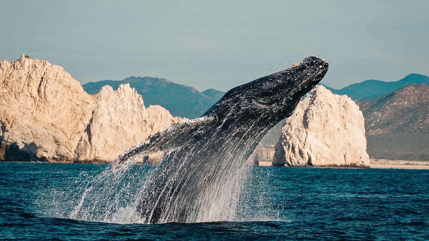 Whale, Cabo San Lucas, Mexico