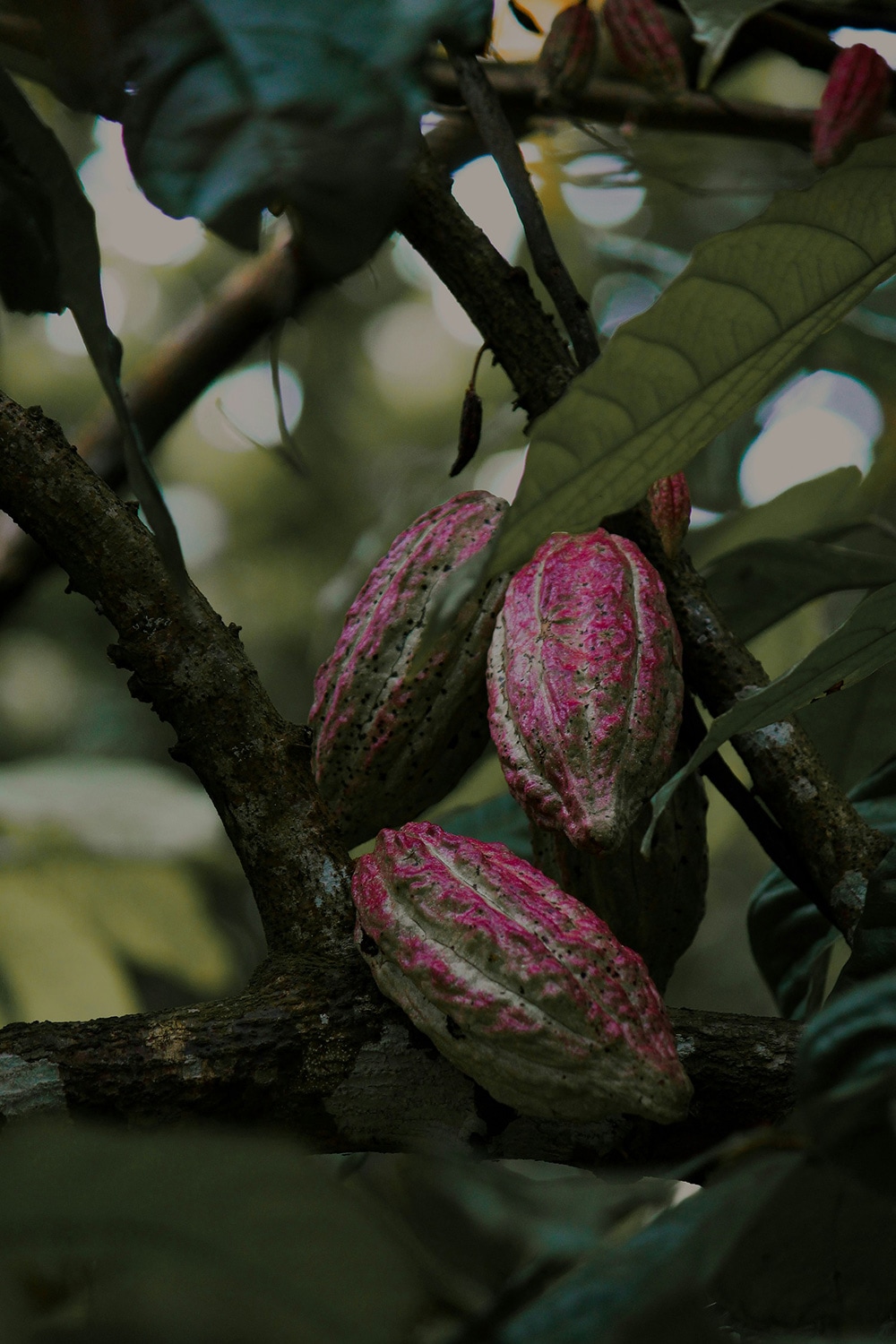 Cacao pod, Arenal region, Costa Rica