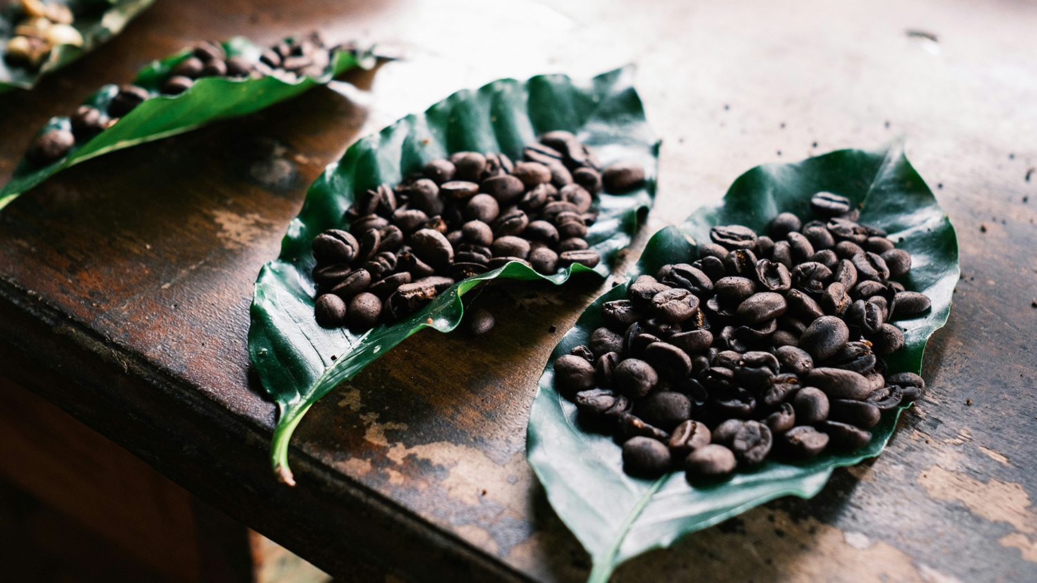 Coffee beans, Arenal region, Costa Rica