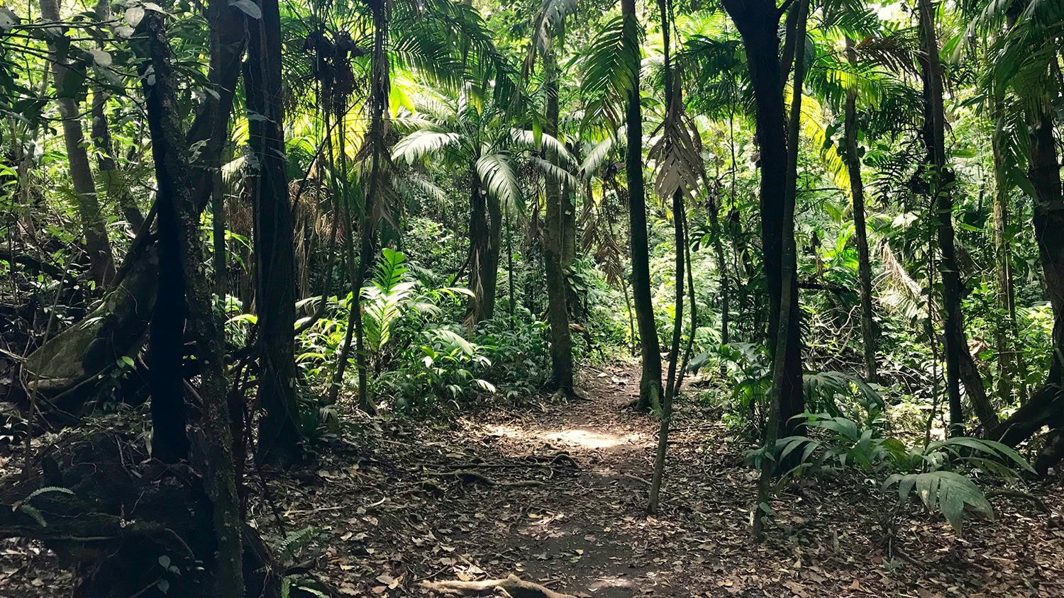 Arenal Volcano, Provinz Alajuela, San Carlos, Costa Rica