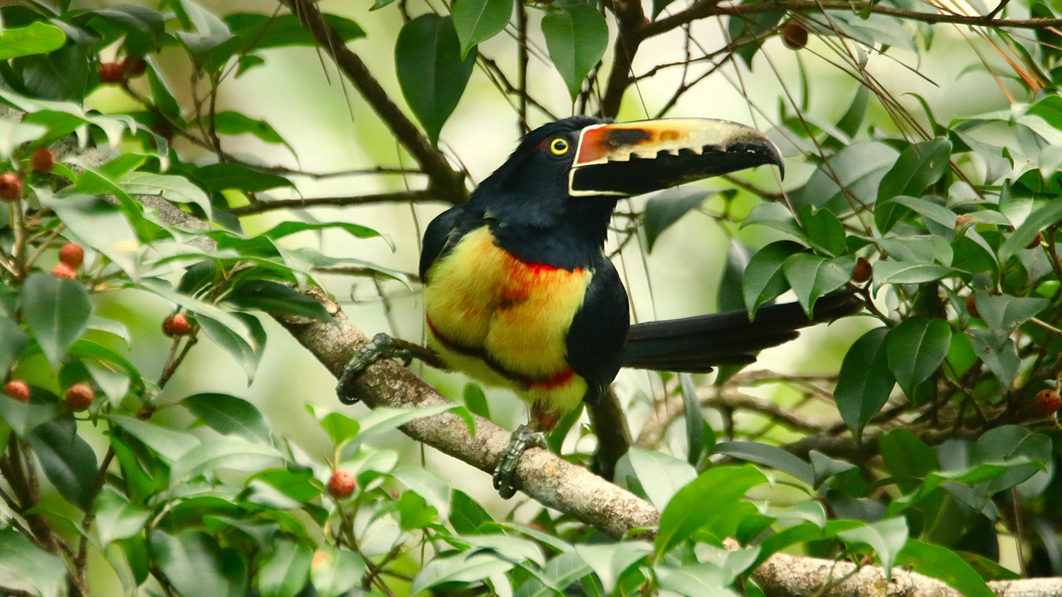 Aracari, Arenal National Park, Costa Rica