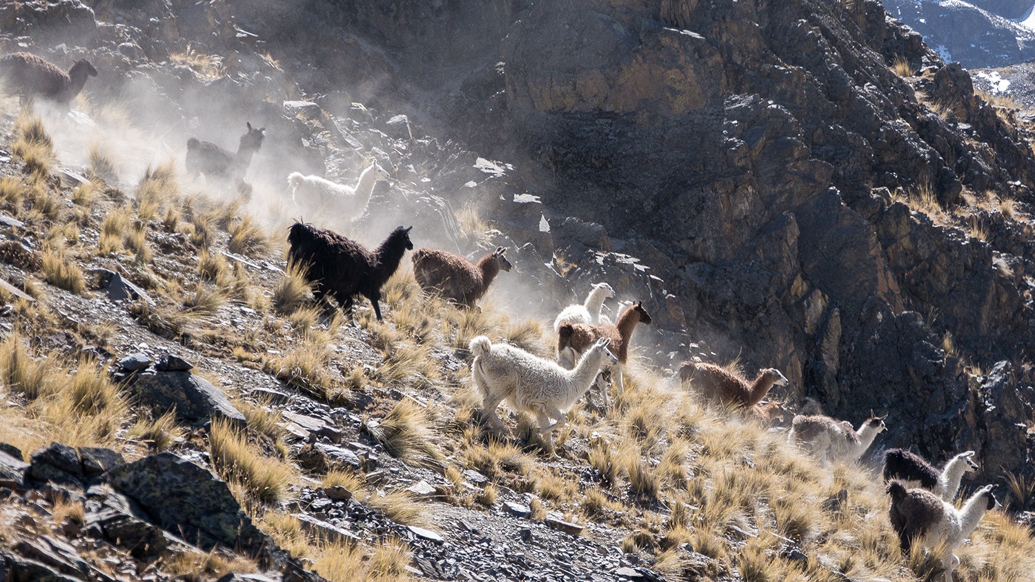 Llamas, Bolivia