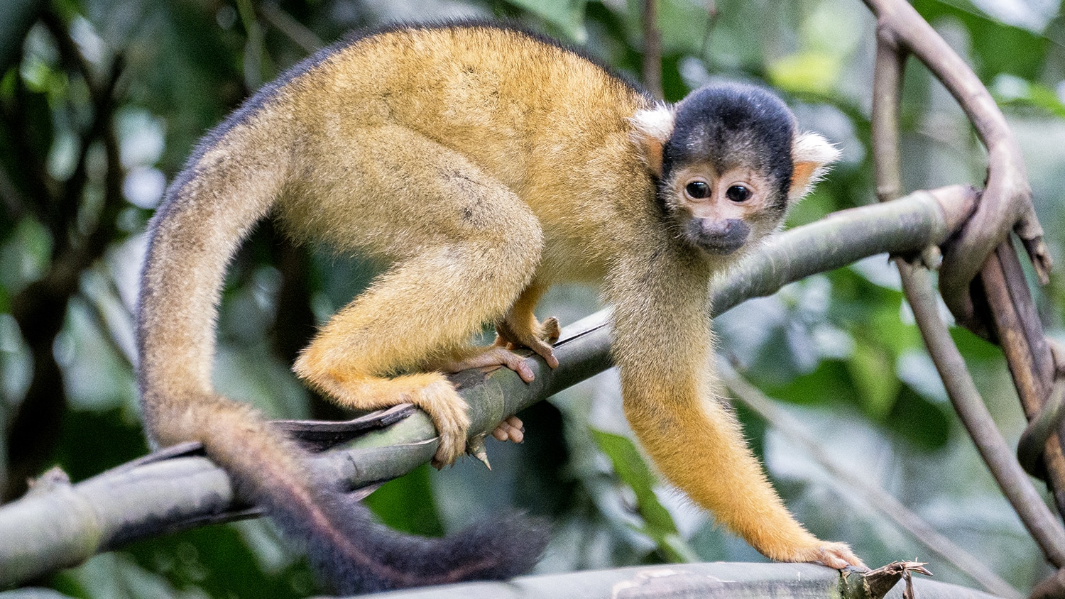 Squirrel monkey in Amazon rainforest, Bolivia