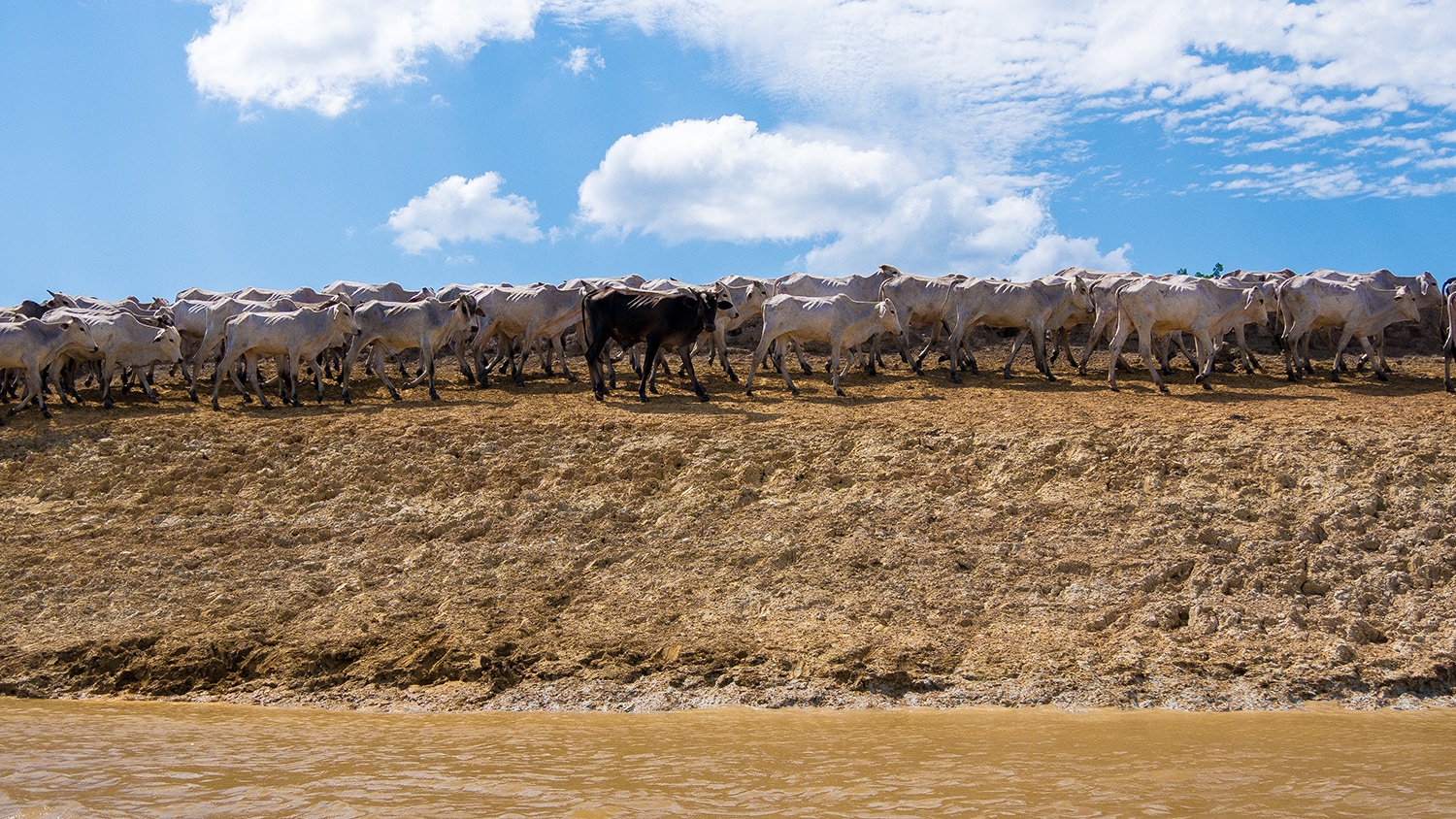 Cows, Bolivia
