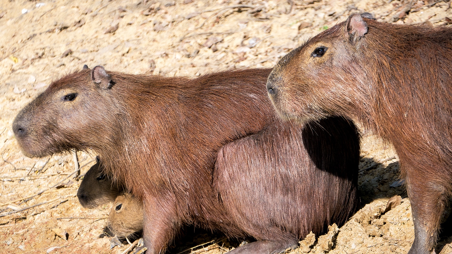 Capybaras, Bolivia