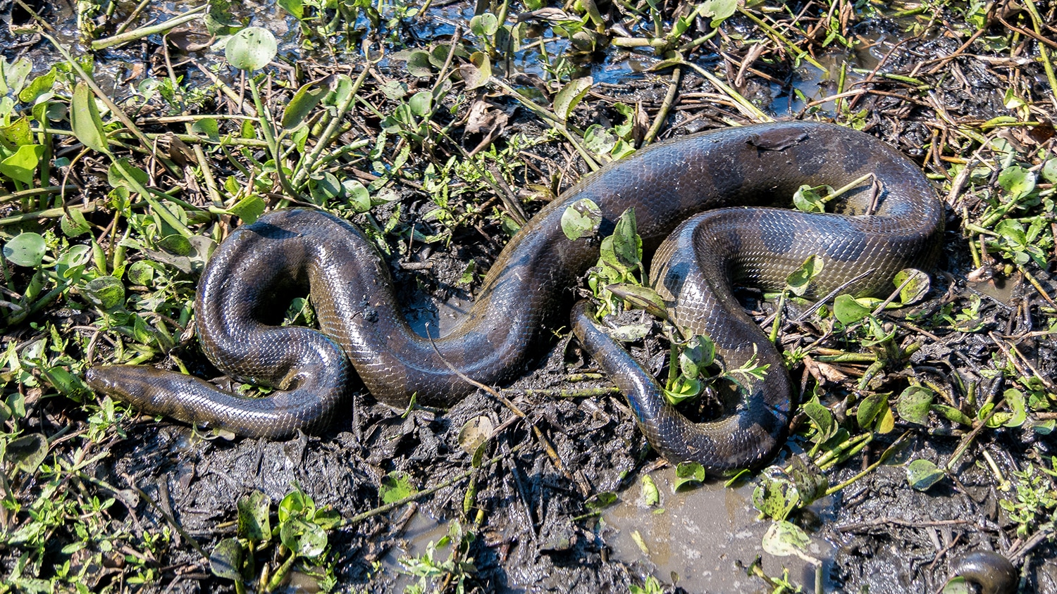 Anaconda, Bolivia