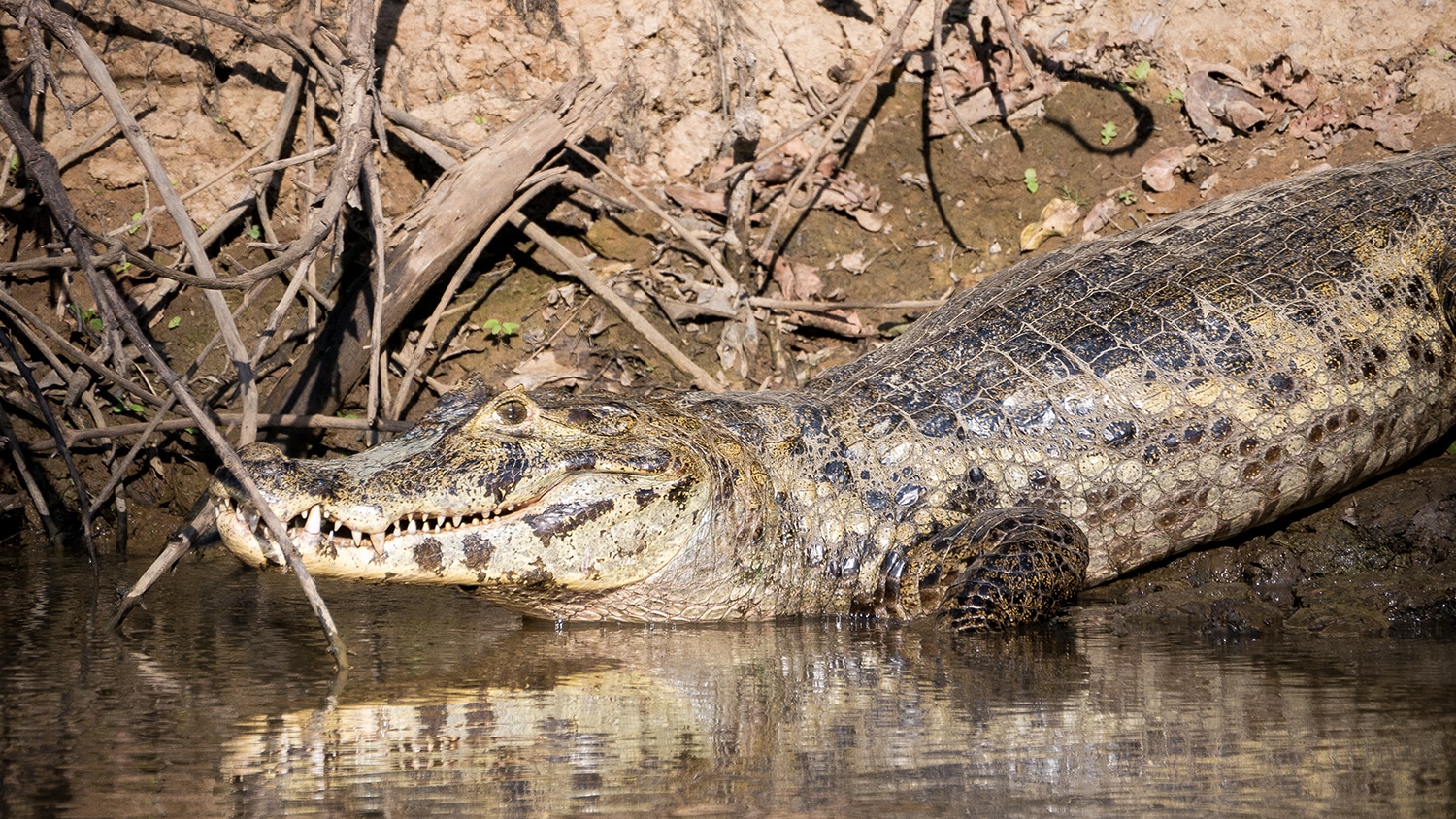 Caiman, Bolivia