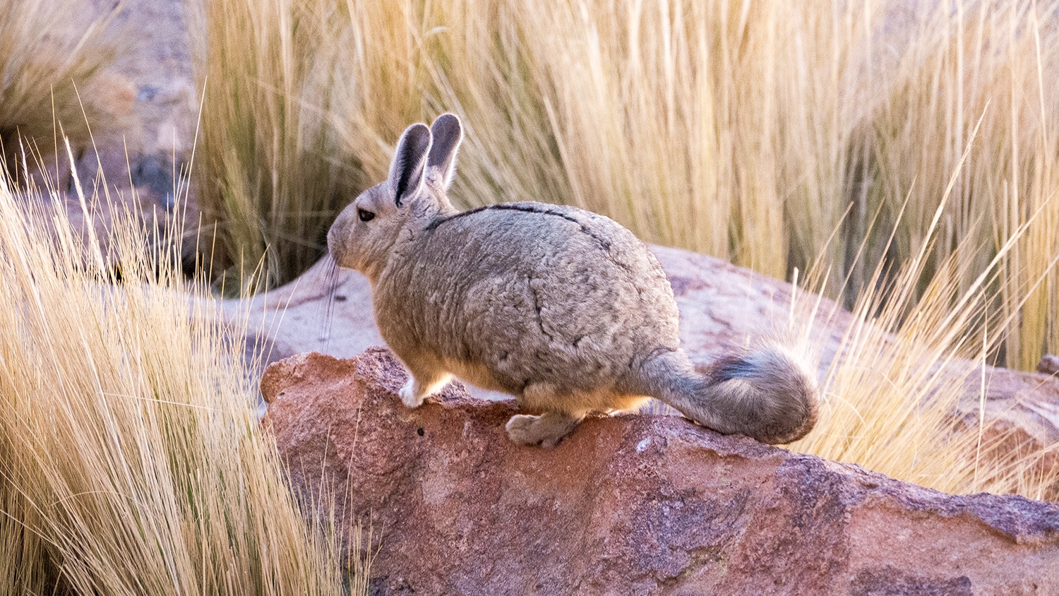 Wild chinchilla, Bolivia