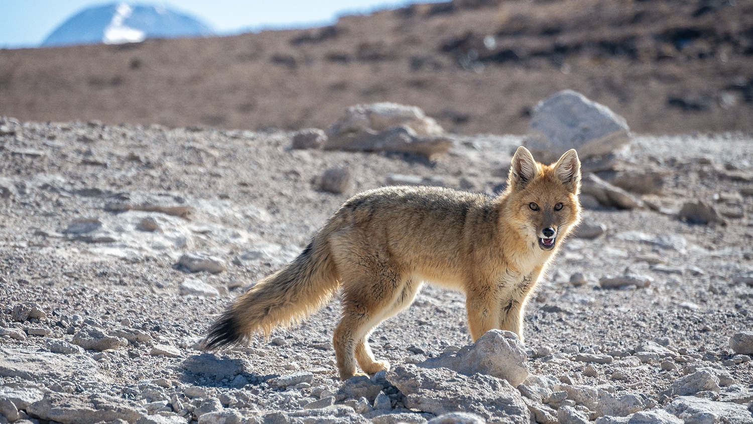 Wild coyote, South lipez, Bolivia