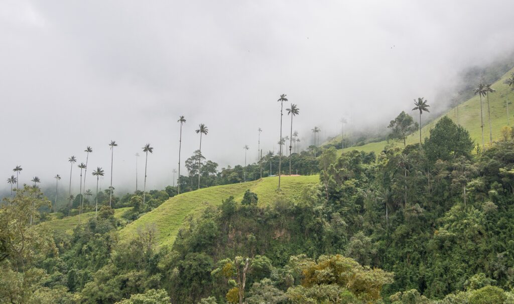 Cocora Valley, Colombia