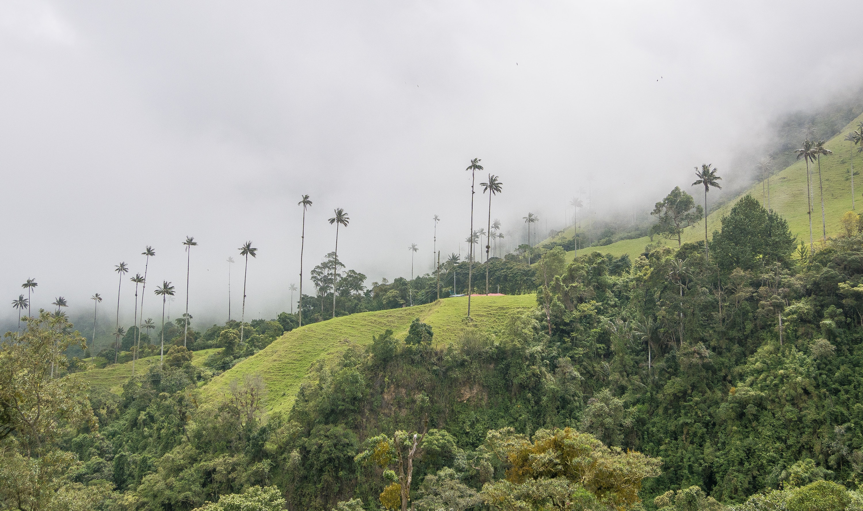 Cocora Valley, Colombia