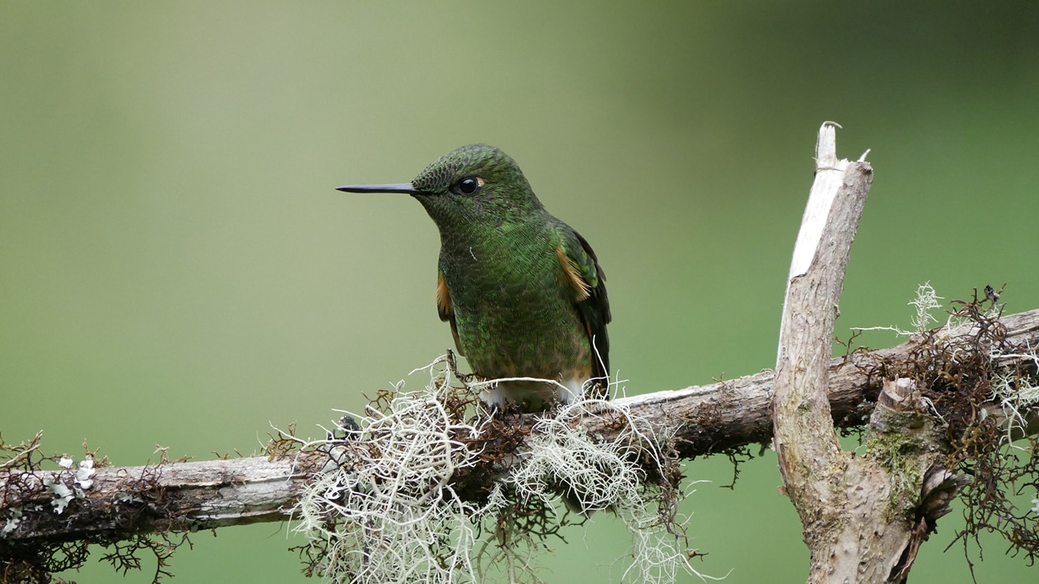 Hummingbird, Colombia