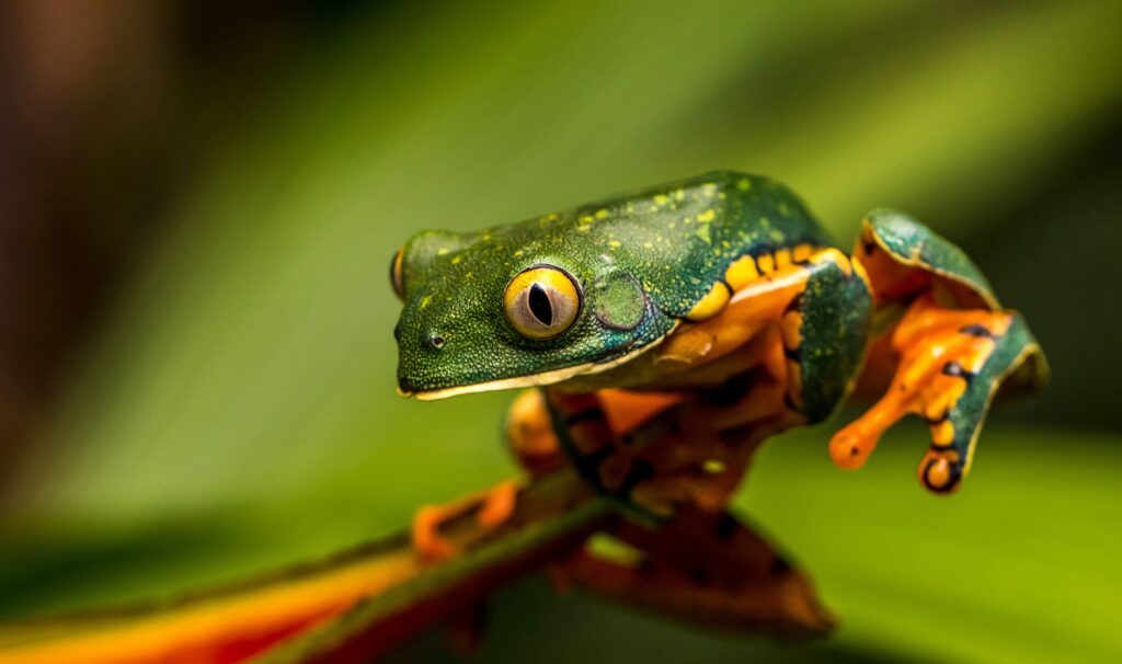 Frog, Costa Rica