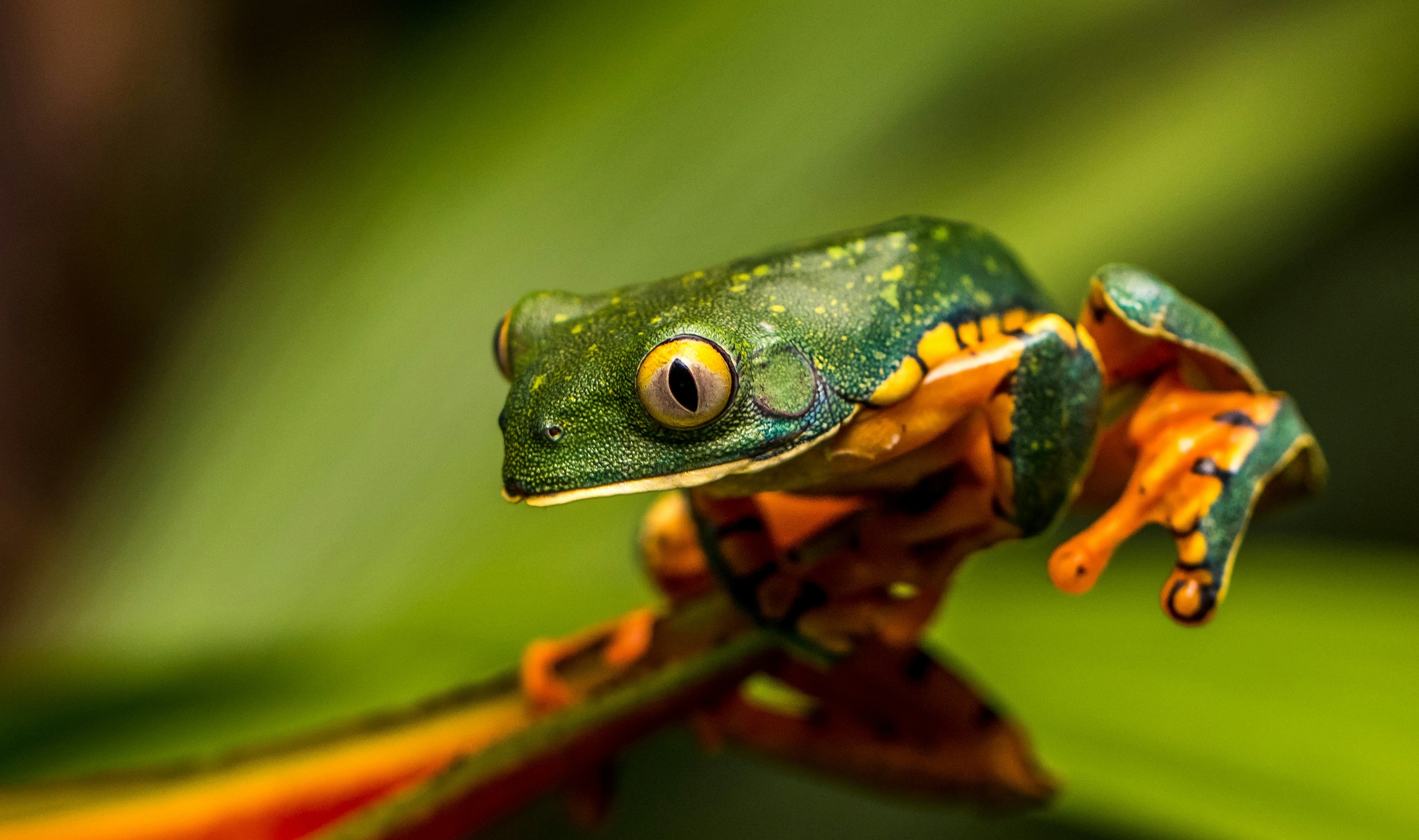 Frog, Costa Rica