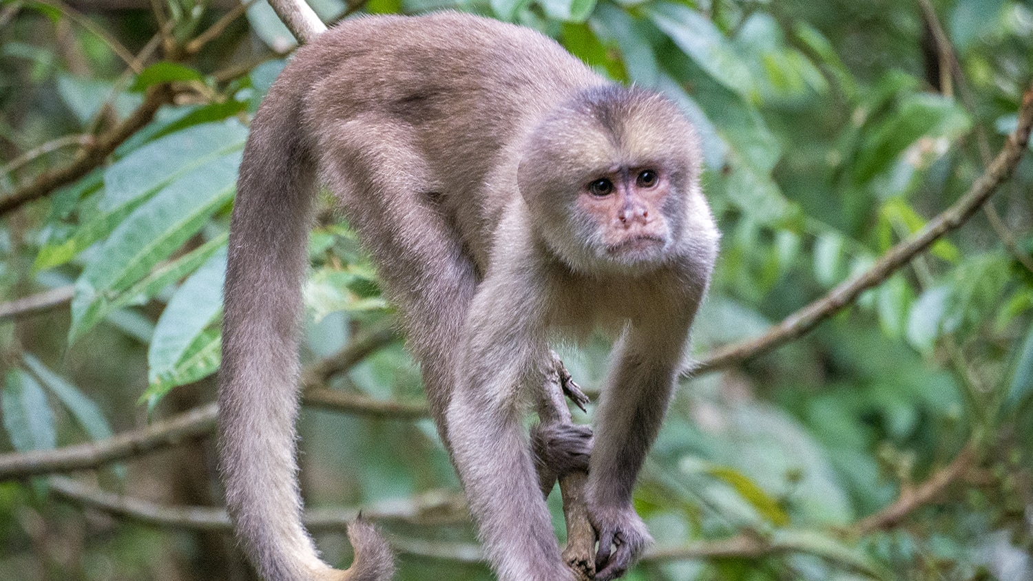 Capucino monkey, Ecuador