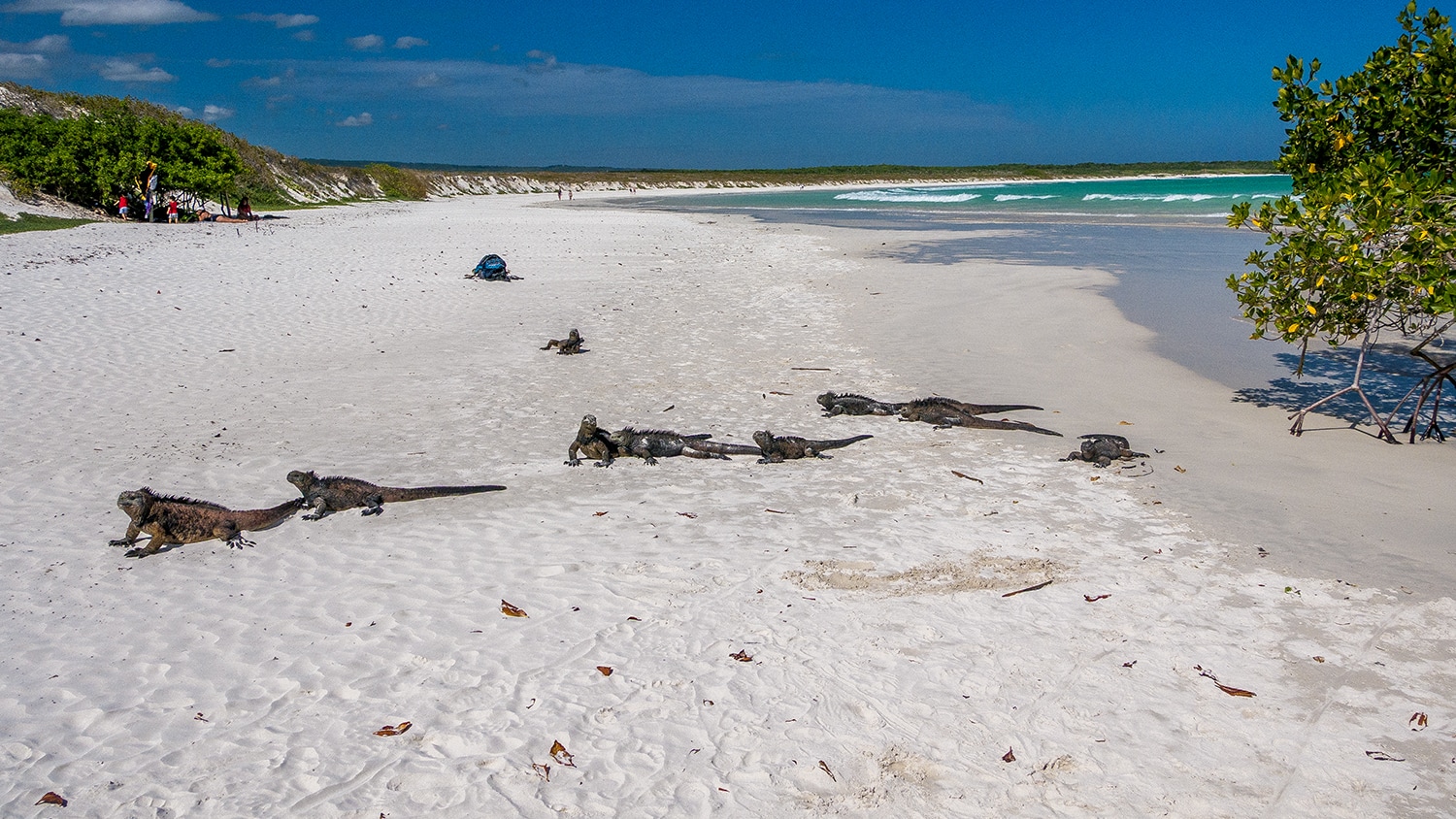 Iguanas on a beach in Galapagos, Ecuador