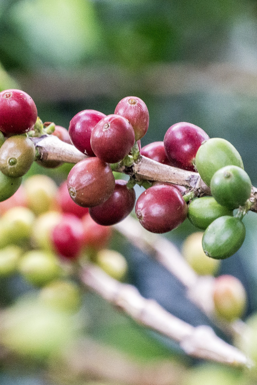 Coffee fruits, Colombia