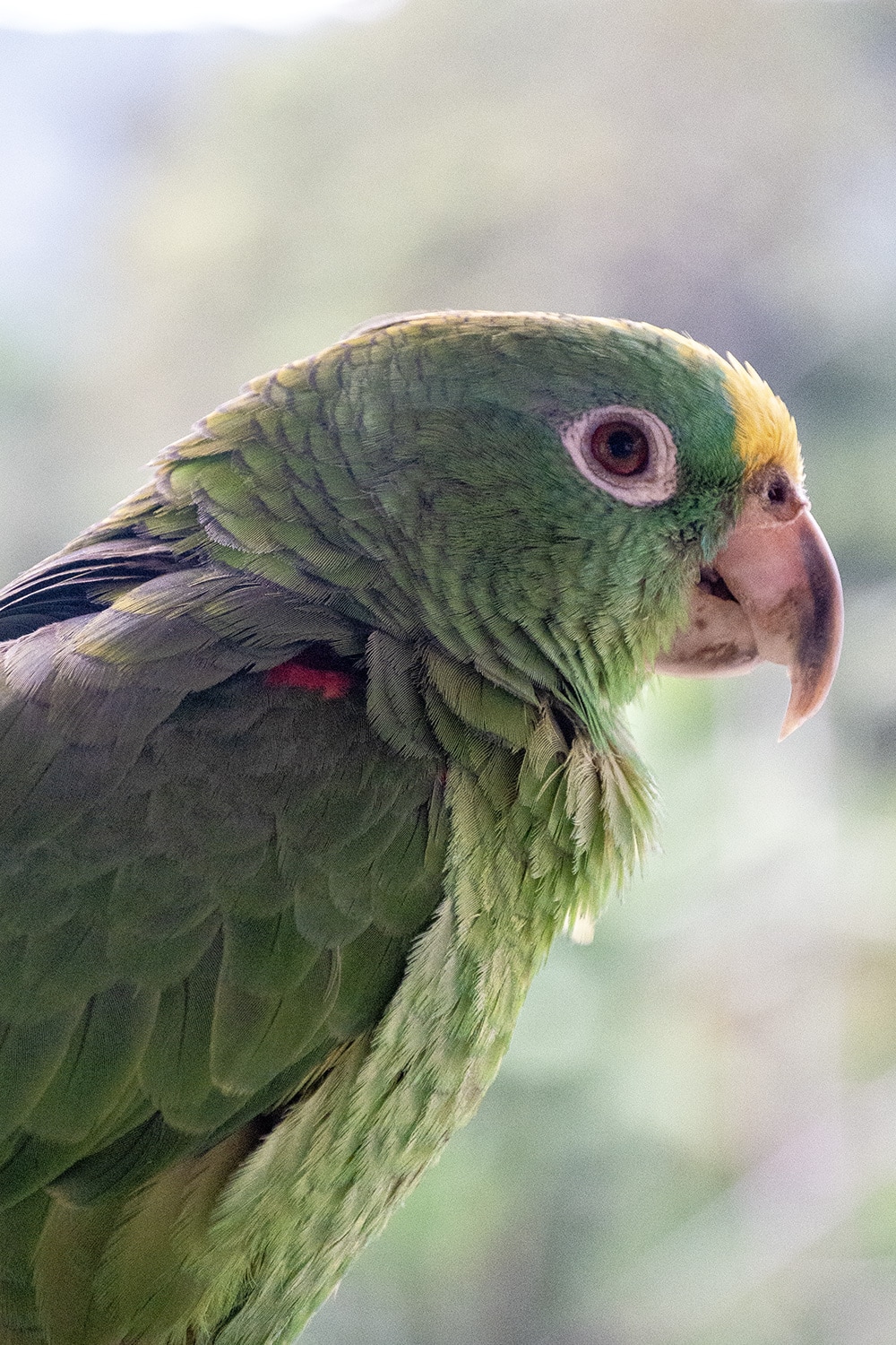 Green parrot, Colombia