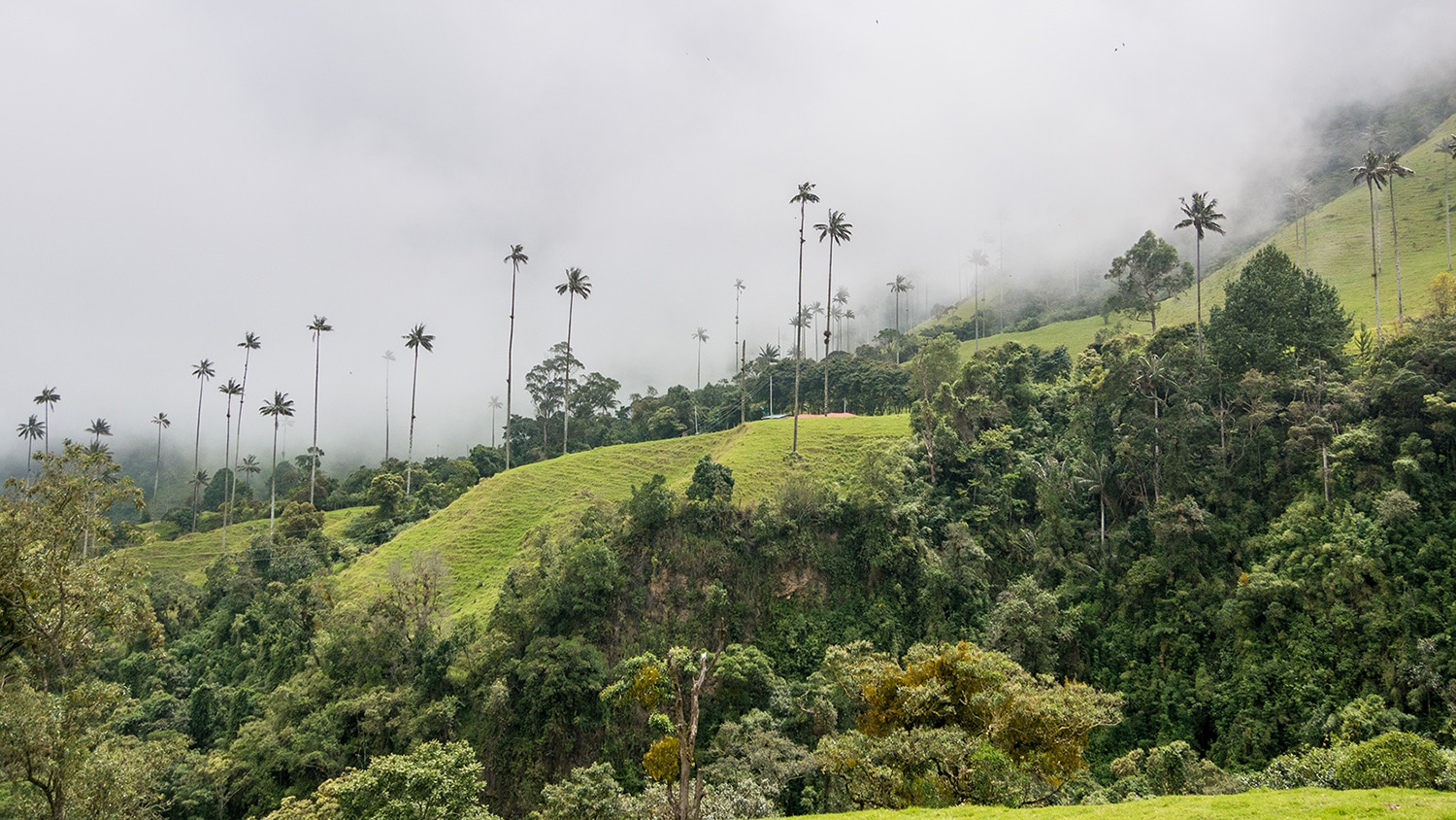 Cocora Valley, Colombia