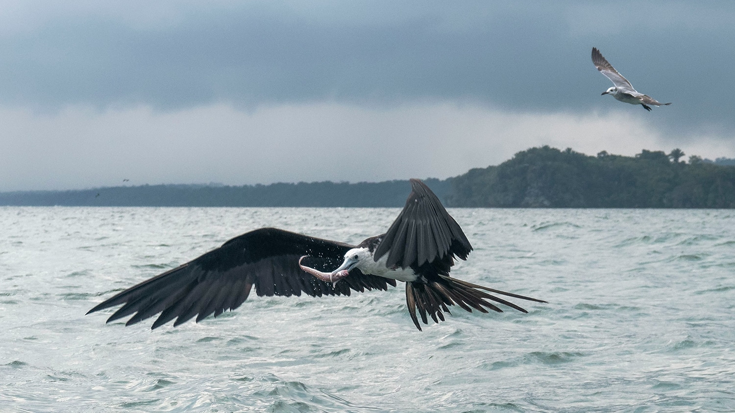 Bird fishing, Livingston, Guatemala