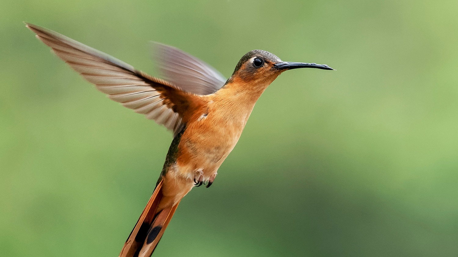 Hummingbird in San Rafael, Guatemala
