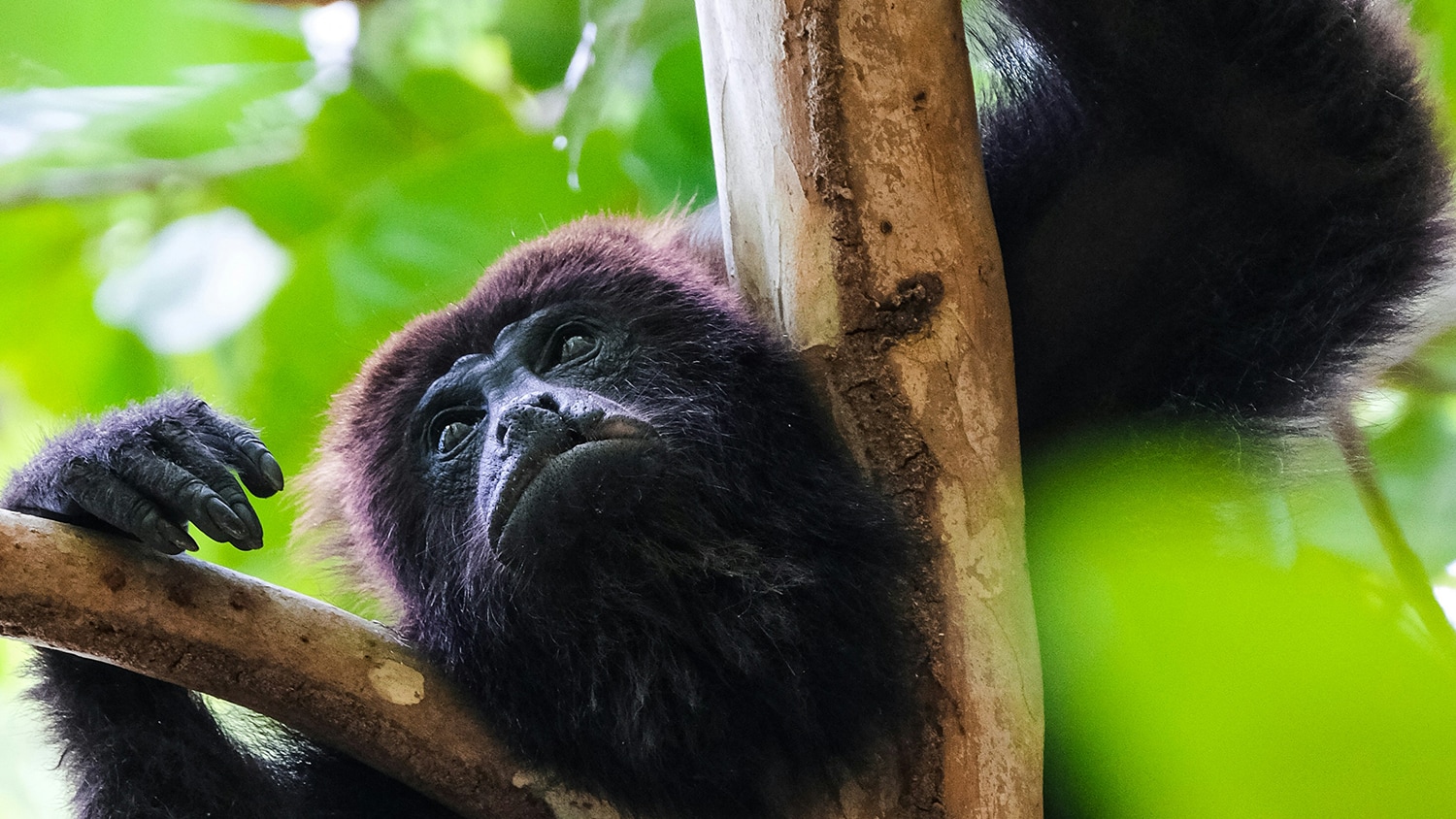 Howler monkey, Maya Biosphere Reserve, Carmelita, Guatemala