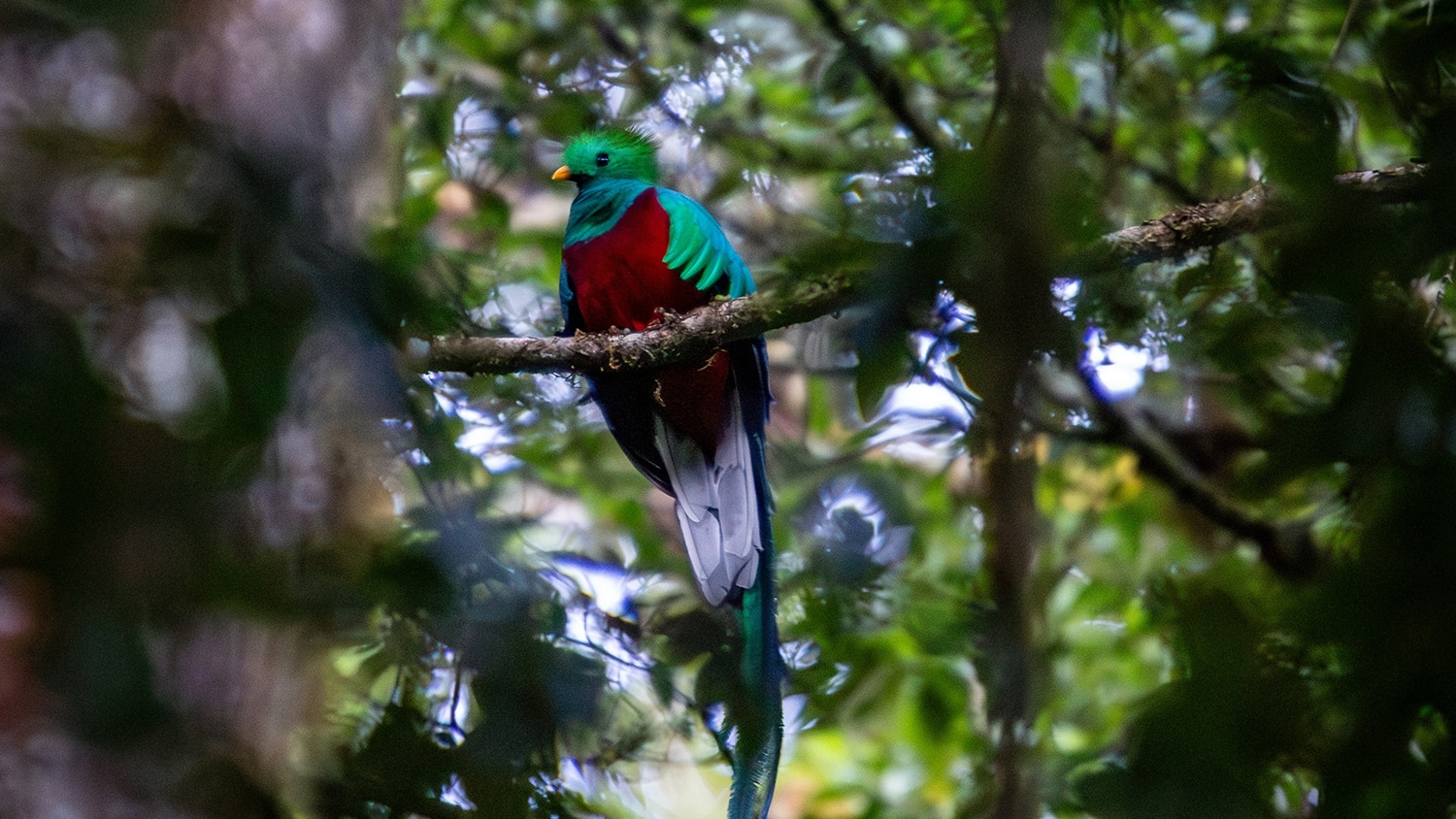 Quetzal, Guatemala