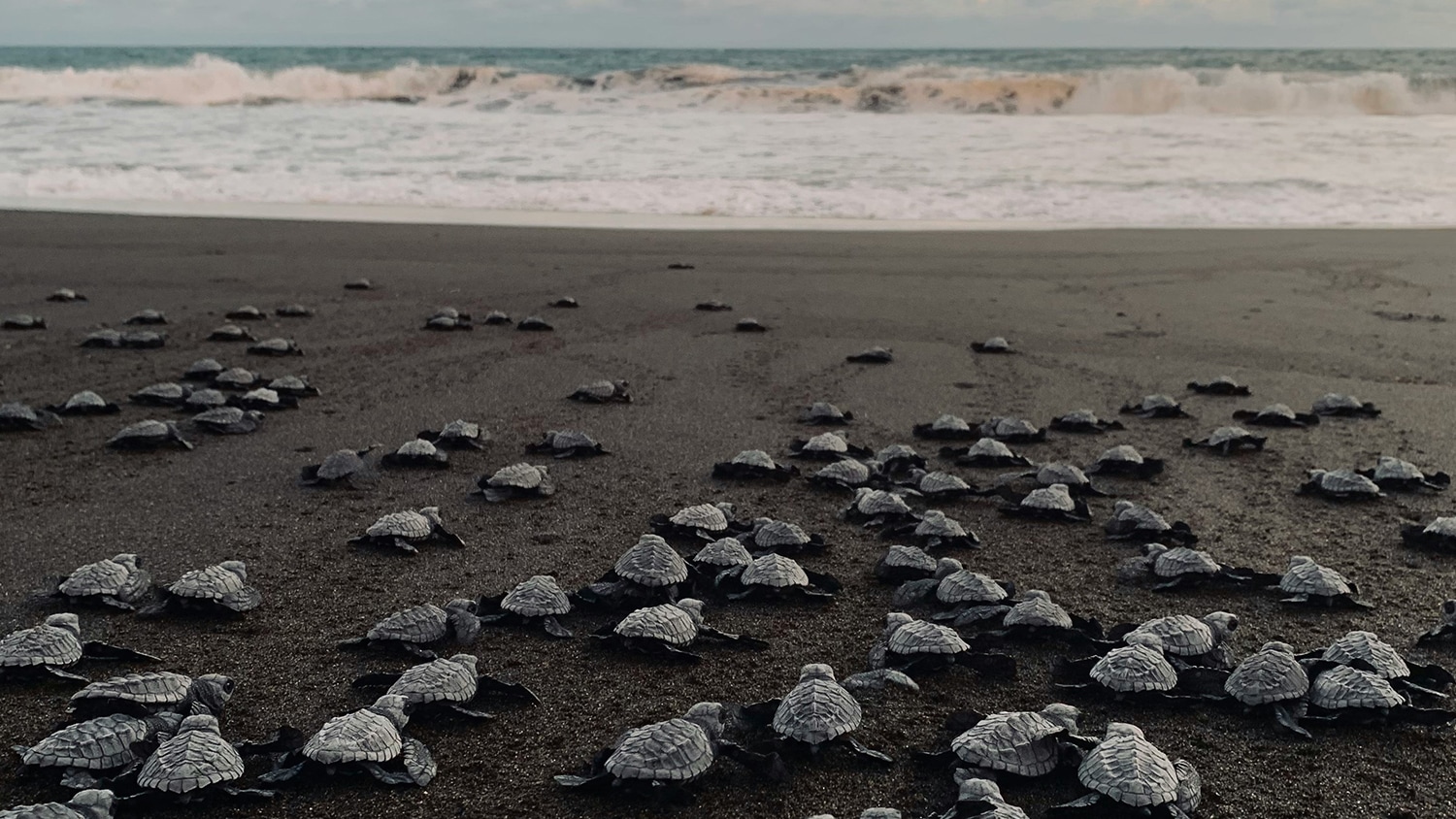 Babies sea turtles, Monterrico, Guatemala