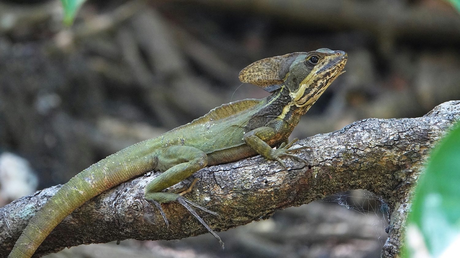 Jesus Christ lizard, Livingston, Guatemala