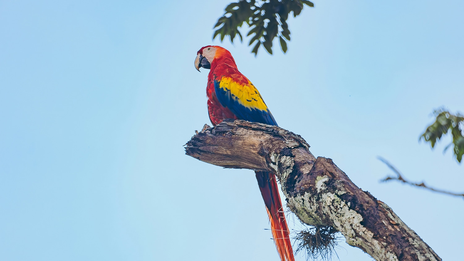 Macaw in Honduras