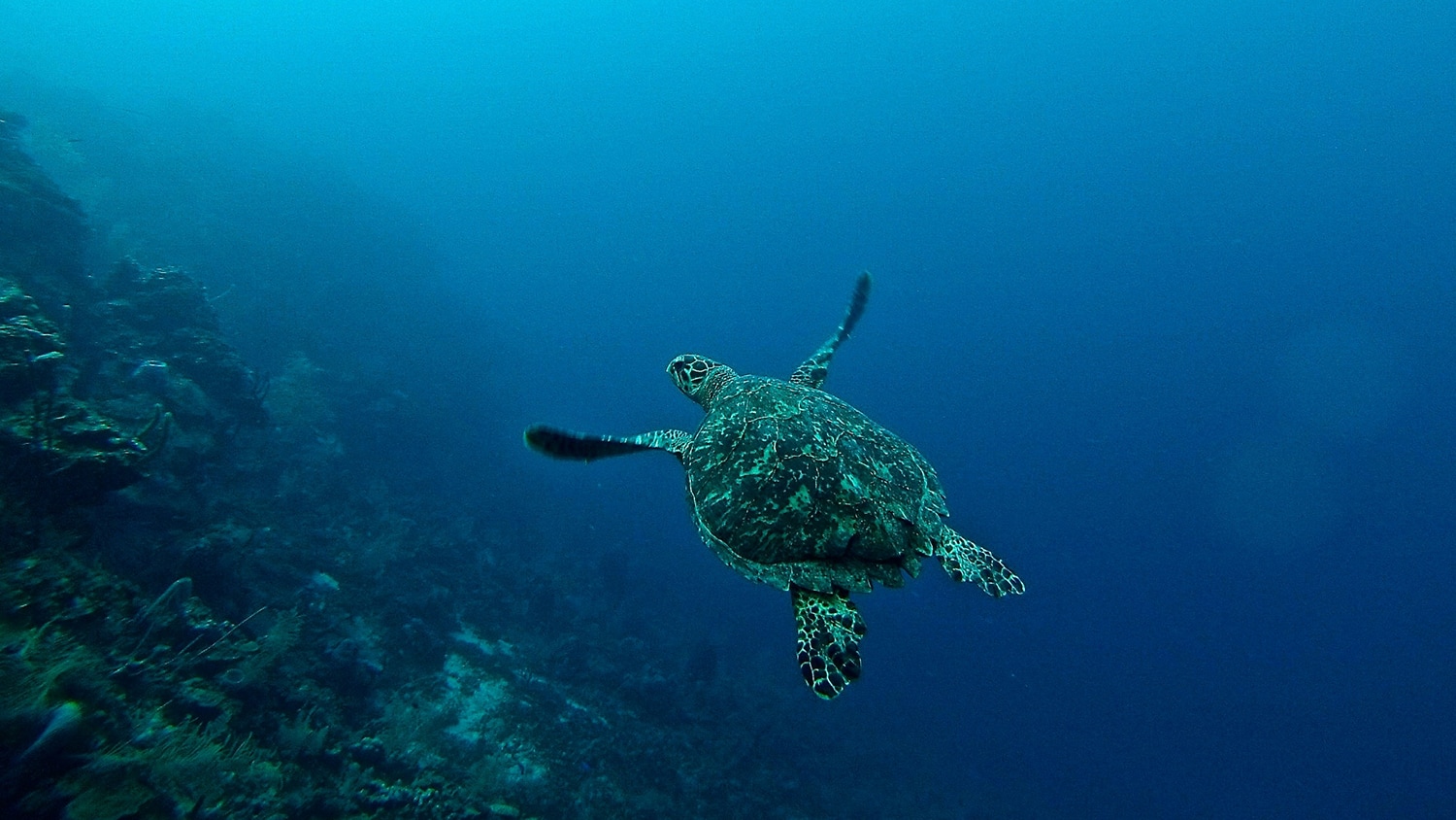 Sea turtle, Roatán, Honduras