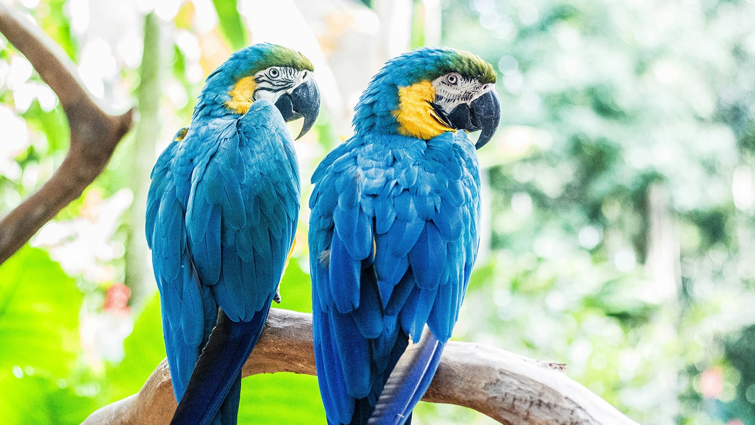 Macaw, Foz do Iguaçu, Brazil